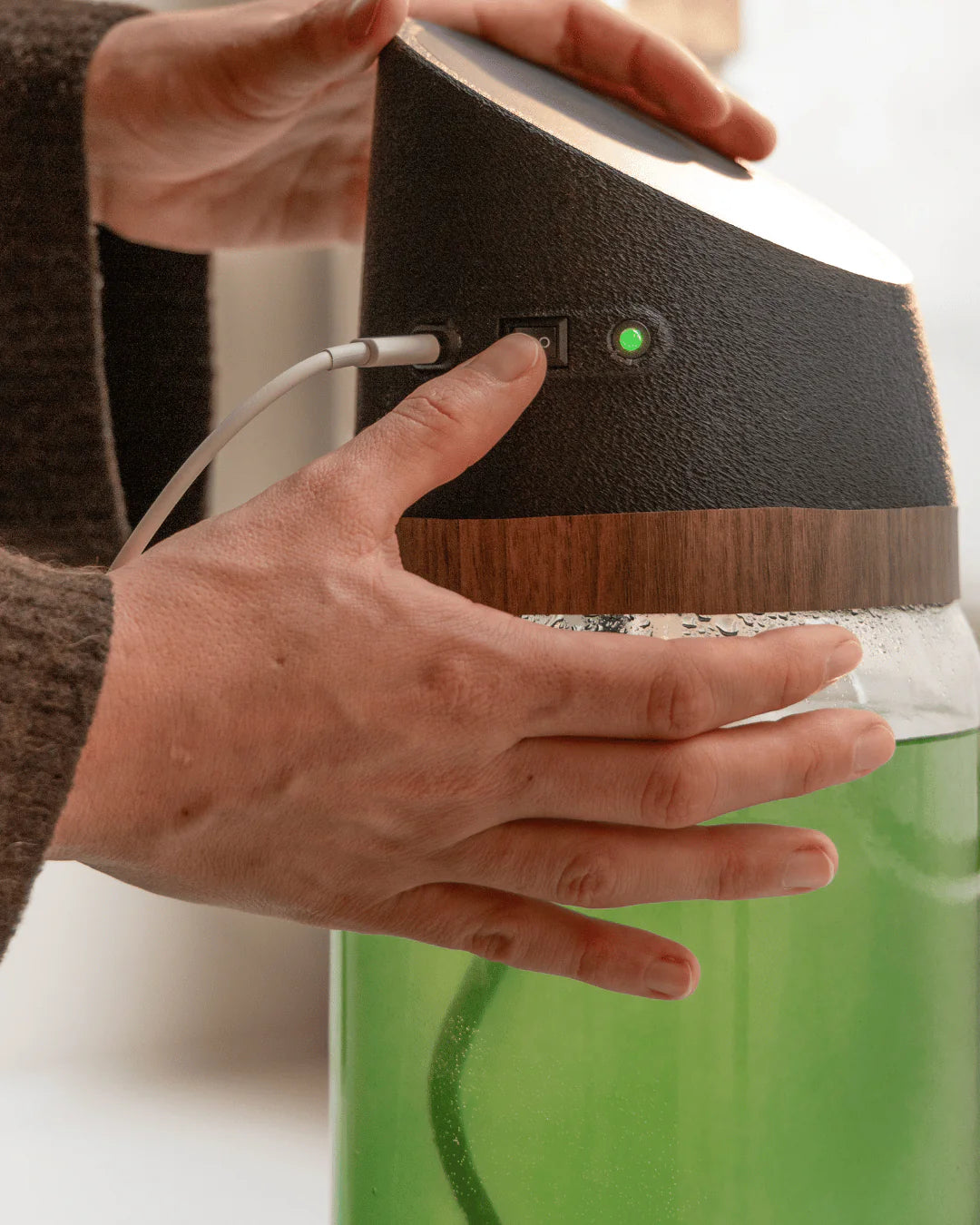 Spirulina Lamp
