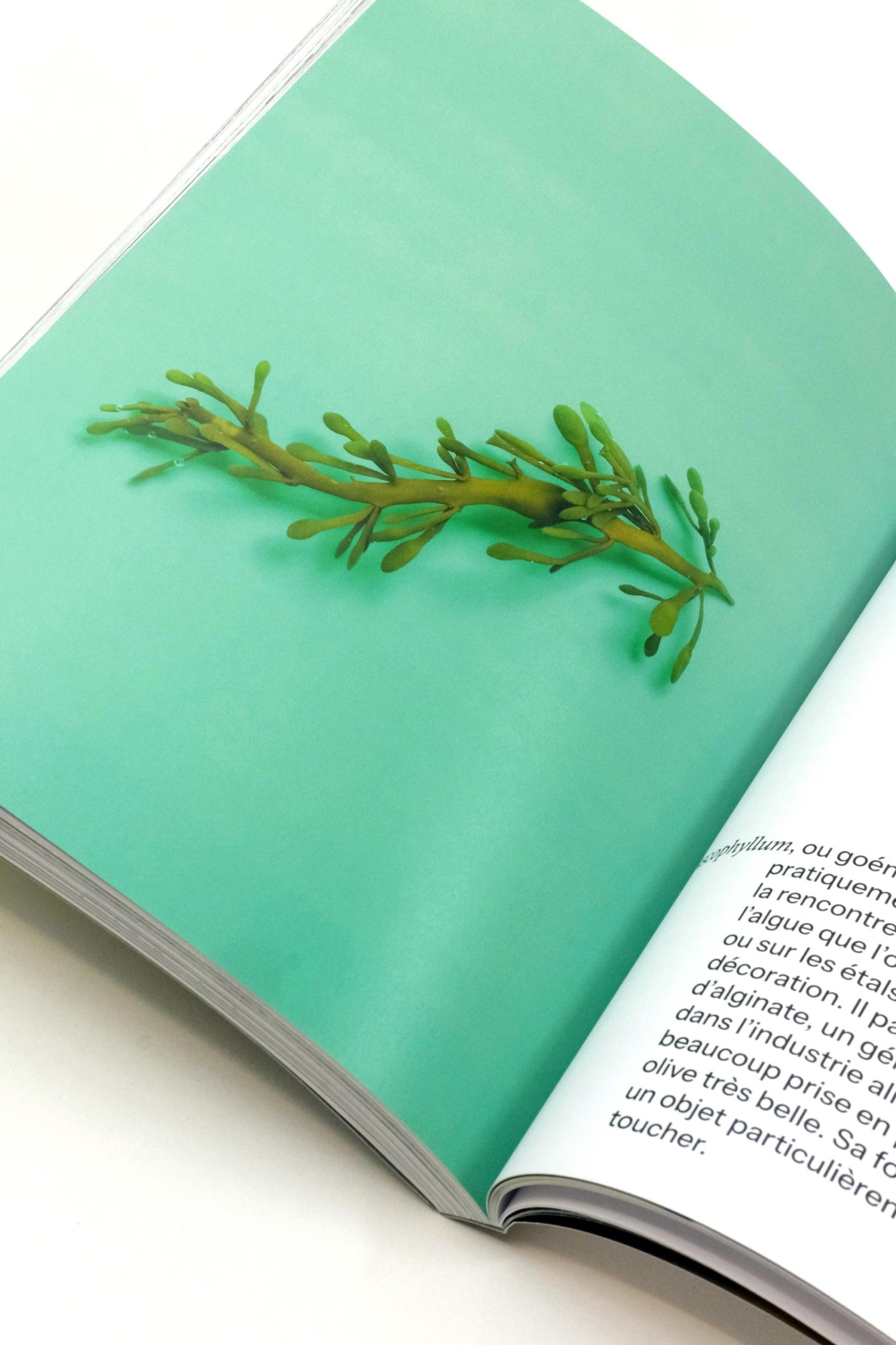 Algae Paper Book