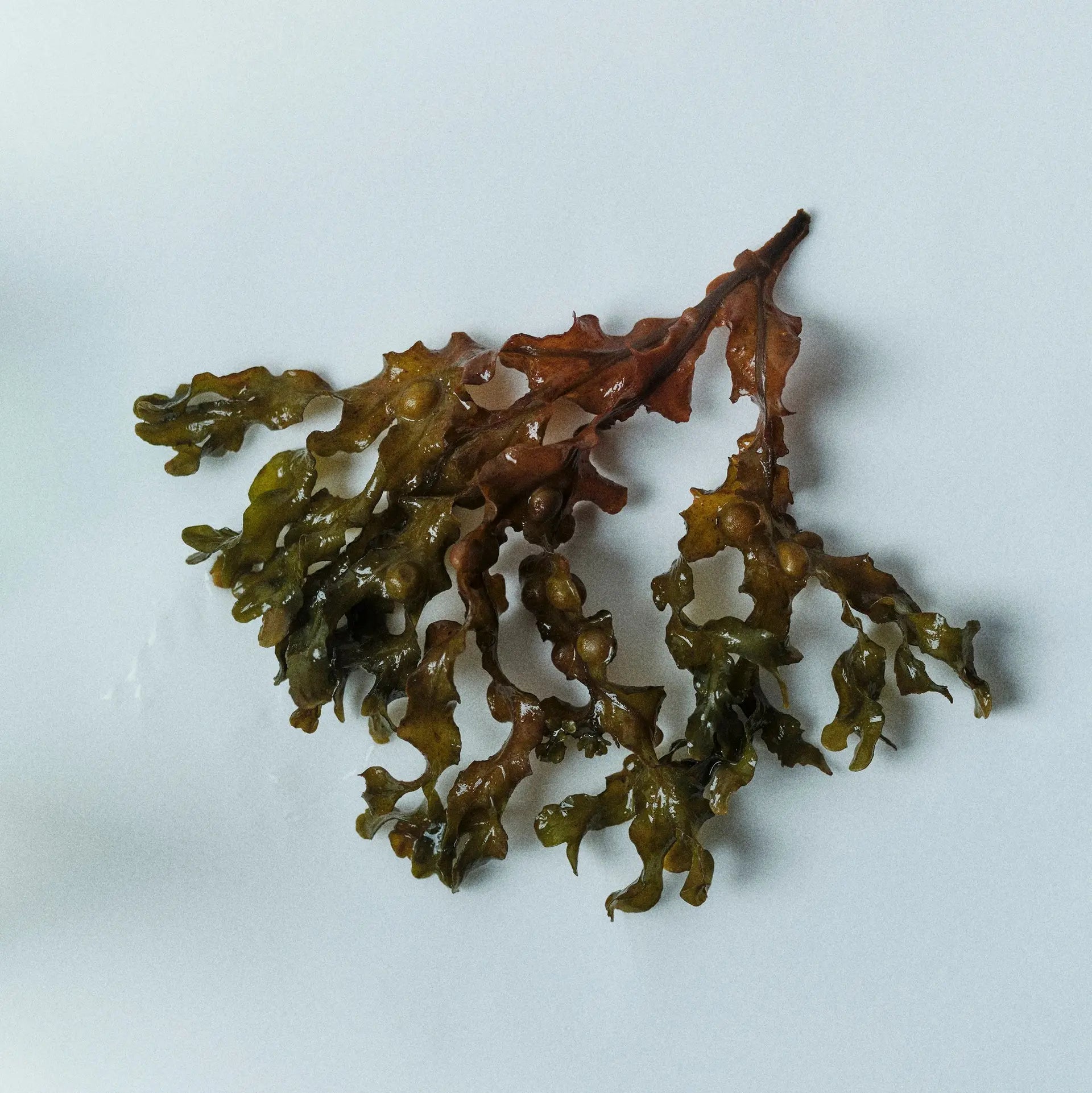 Black Tang Seasonal Perfume